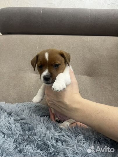 Джек Рассел терьер