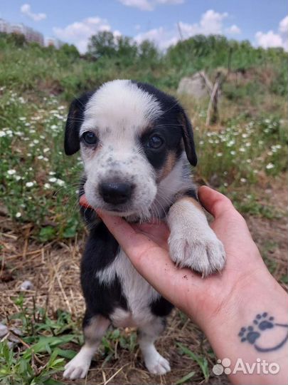 Собака в добрые руки