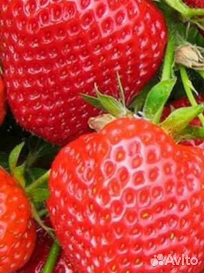 Клубника Купчиха, Азия, Пенелопа