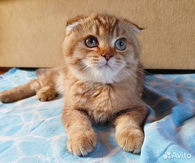 Шотландский котик