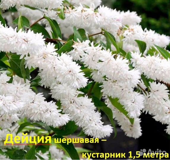 Декоративные Растения с доставкой - Аlena.park