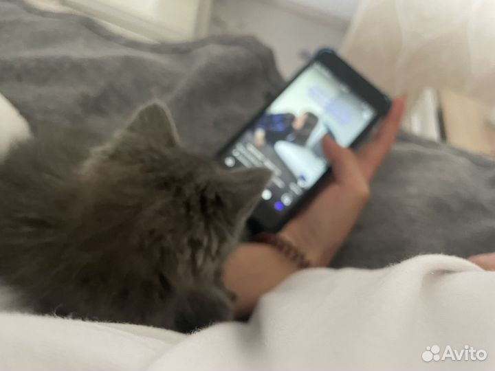 Котенок девочка в добрые руки