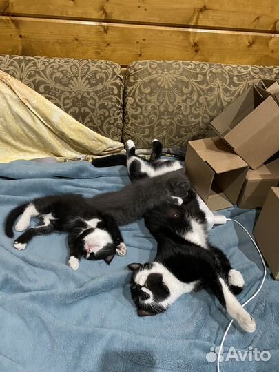 Котята мальчики 1,5 месяца