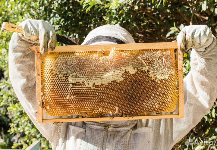 2024 Мед натуральный из Алтая оптом