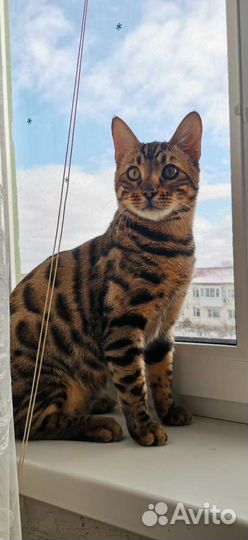 Бенгальская