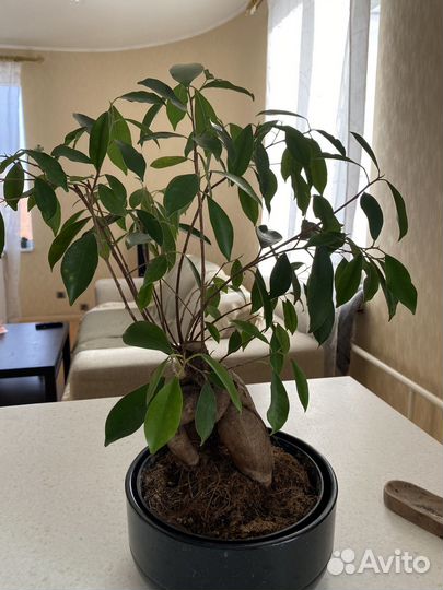 Фикус Эластика Робуста Замиокулькас Фикус Гинсенг