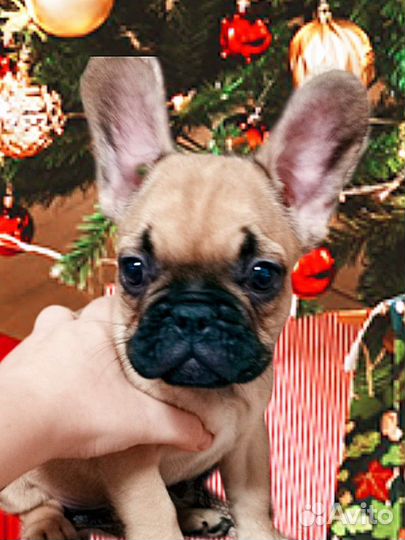 Новогоднее чудо мальчик