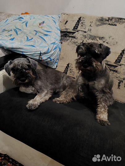 Цвергшнауцер