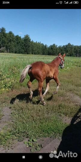 Услуги жеребца