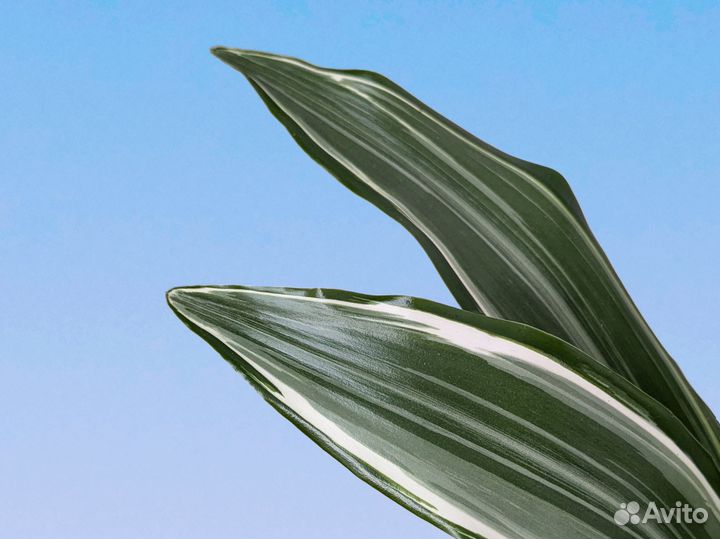 Драцена Фрагранс Вайт Джевел 12/30