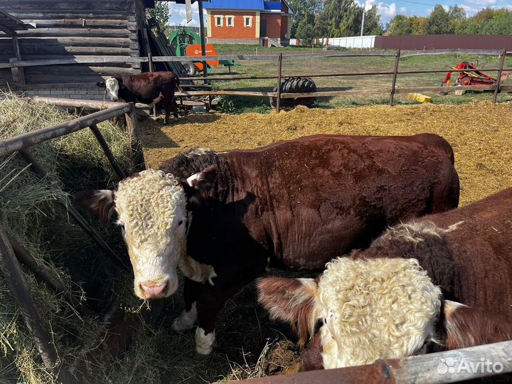 Быки герефорд