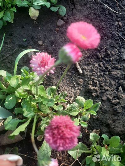 Маргаритки