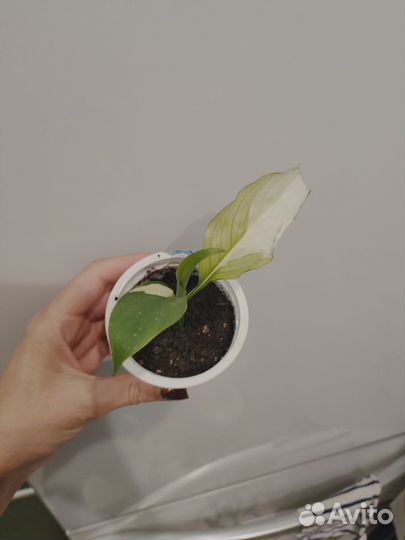 Спатифиллум picasso (пикассо)