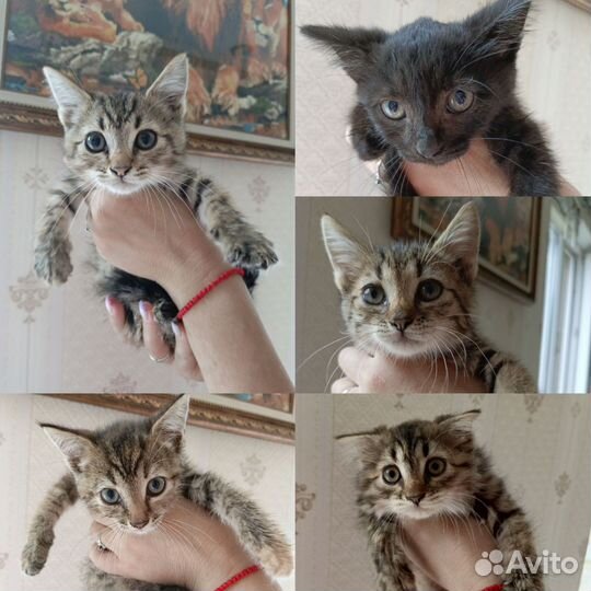 Котята в добрые руки бесплатно