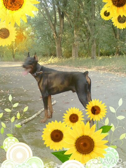 Доберман. вязка