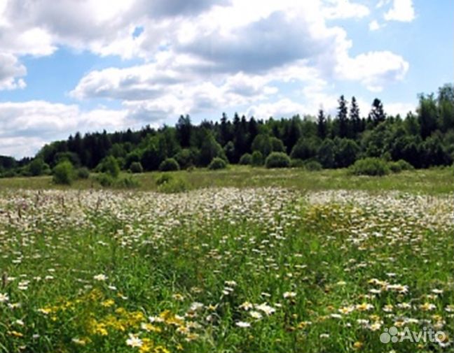 Мёд 24 года Алтайский опт