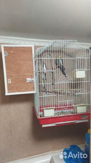 Попугаи корелла