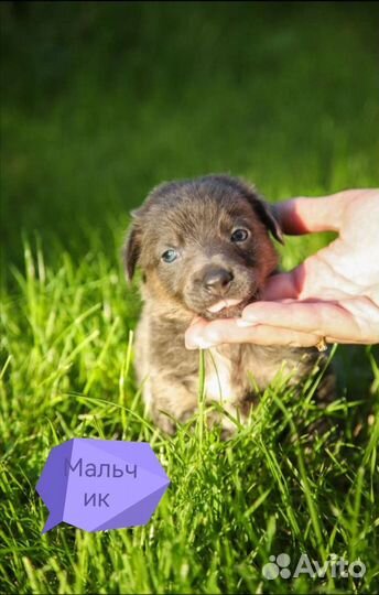 Щенок в добрые руки