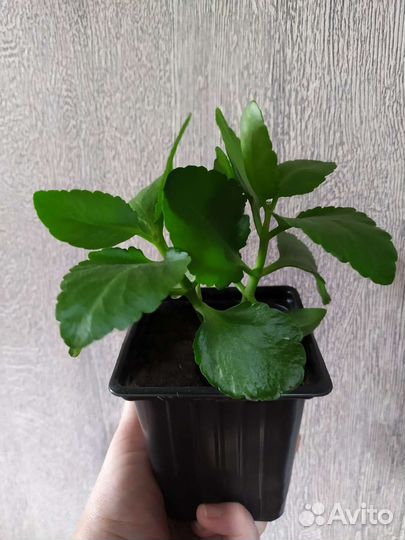 Каллизия Бьянка. Спатифиллум. Традесканция