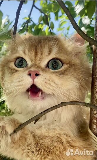 Кот золотая шиншилла