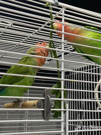 Попугай неразлучники с клеткой