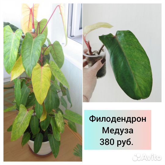 Филодендрон