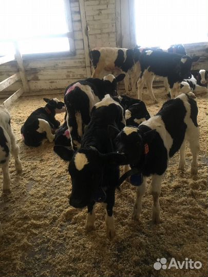 Телята бычки мясное направление