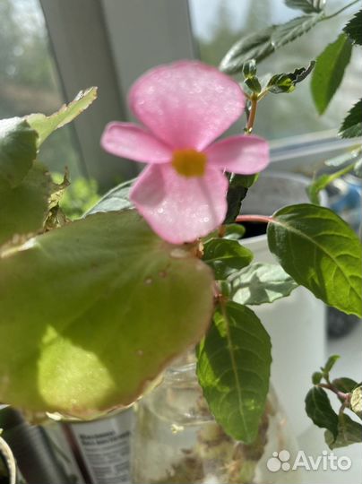 Бегония вечноцветущая