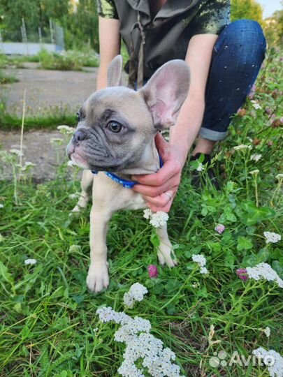 Шикарные детки французики