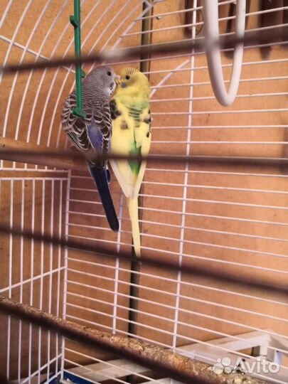 Волнистые птенцы, корелы пара