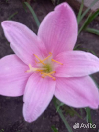 Зефирантес