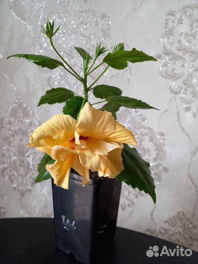 Сортовые гибискусы