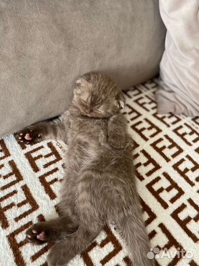 Продаю котенка