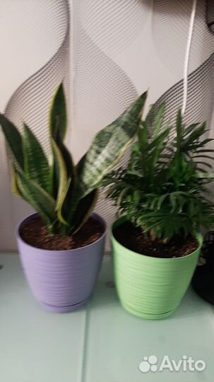 Сансевиерия