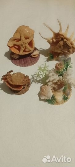 Ракушки и караллы
