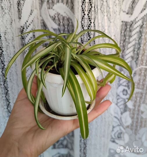 Хлорофитум кучерявый детка
