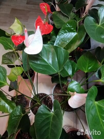 Сортовые антуриумы