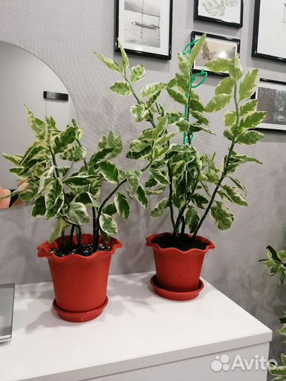 Педилантус