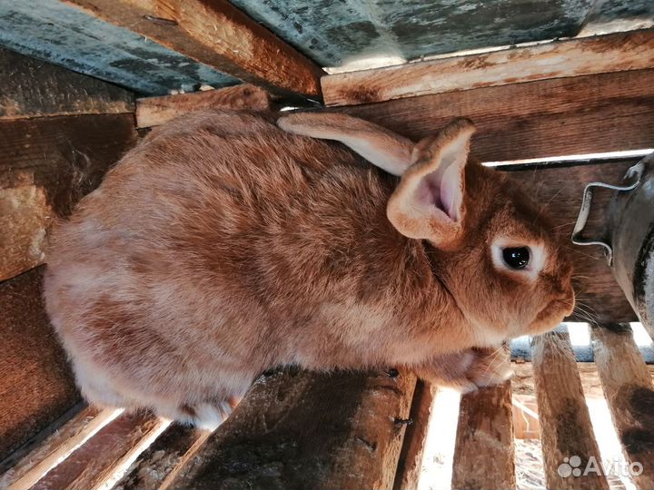 Распродаю кроликов