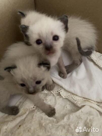 Сиамские котята