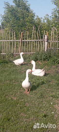 Гуси