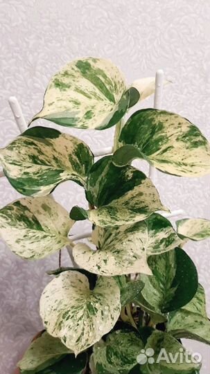 Эпипремнум Хеппи Лиф, Н Джой