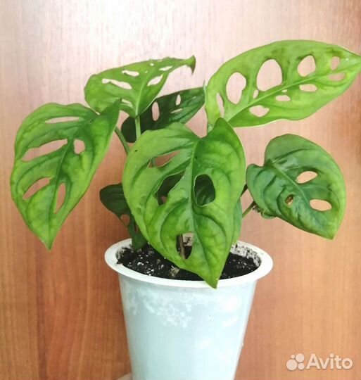 Монстера косая (неравнобокая)