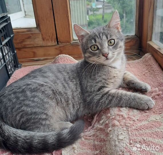 Котенок Сеня 4 месяца