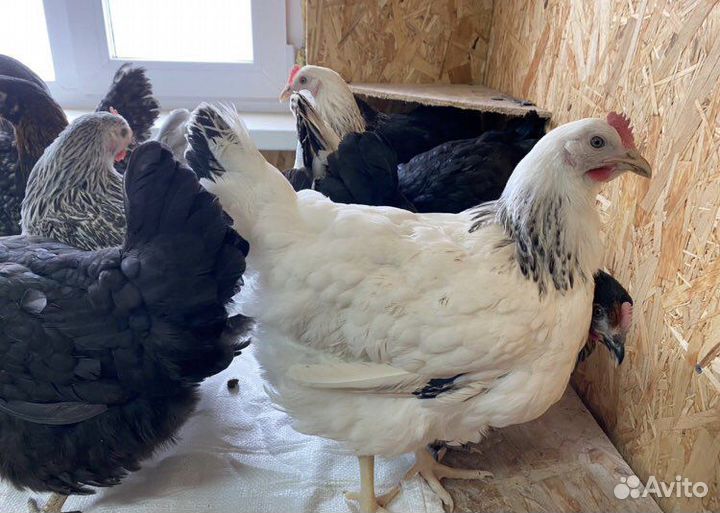 Живая птица