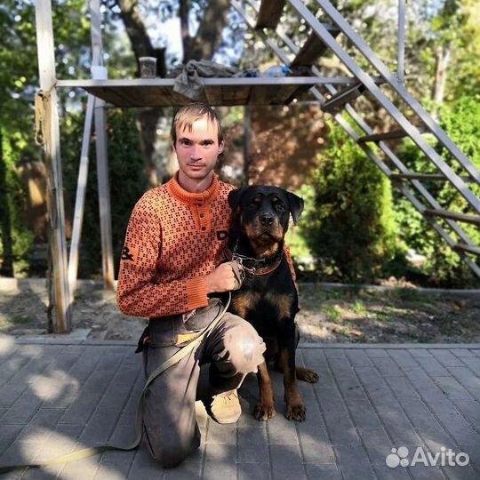 Дрессировка, передержка