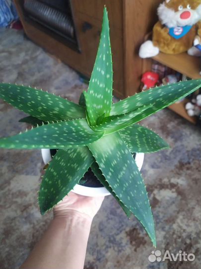 Алоэ пятнистое(Maculata)