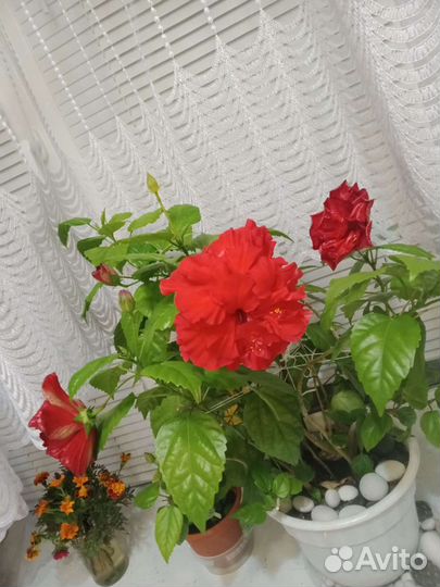 Гибискус китайская роза