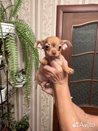 Той-терьер щенки