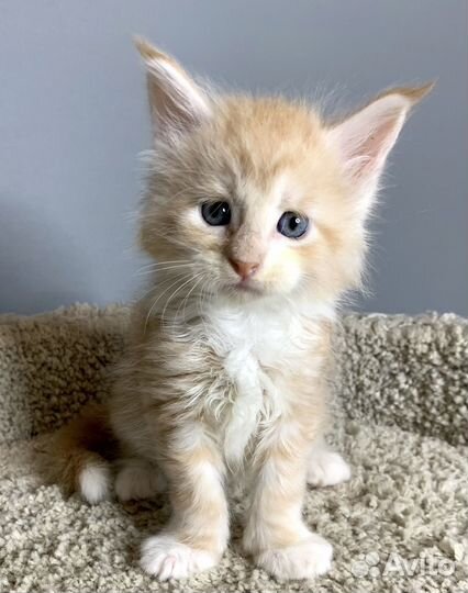 Мейн-кун Мальчик